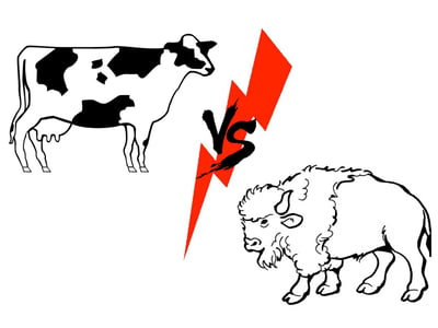 Cow vs Buffalo